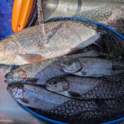 念願のロックトラウト